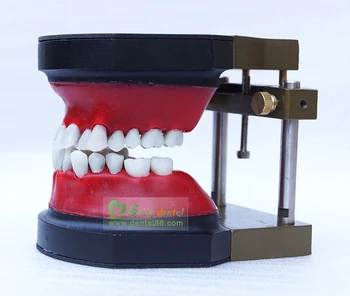  Проучване на ортодонтски модели на зъба Typodont модел на зъбната протеза ортодонтическая практика