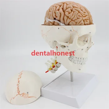  1:1 модел на черепа анатомическая модел на мозъка с цифрово кодирующим номер на шиен отдел на гръбначния стълб склеотн практически модел инструменти